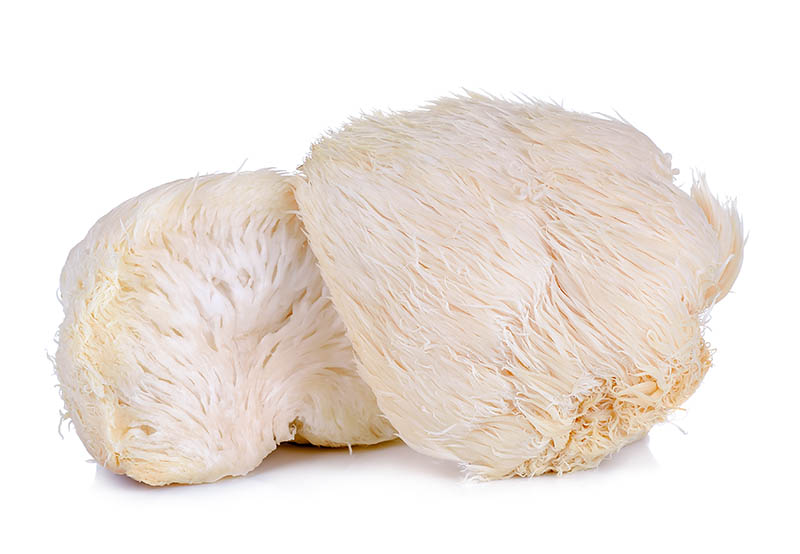 Hericium