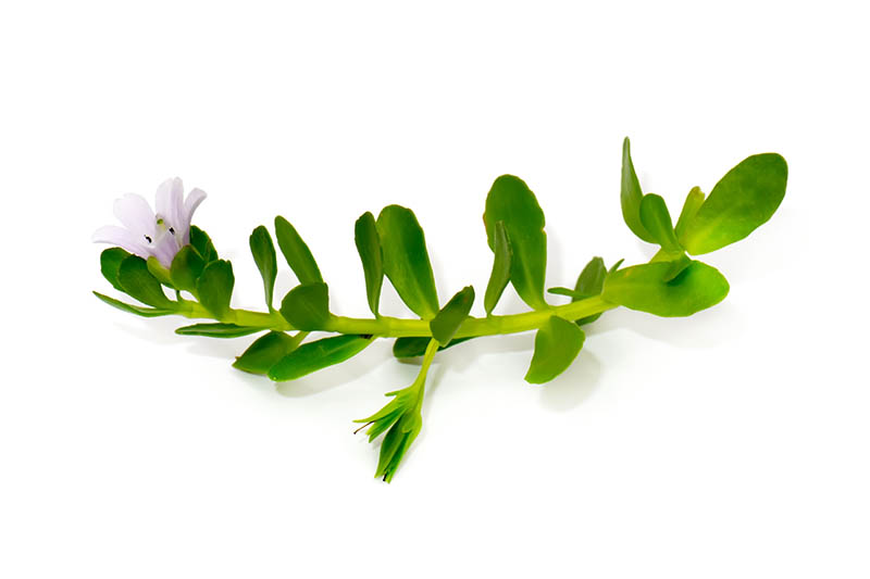 Bacopa