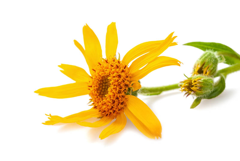 Arnica