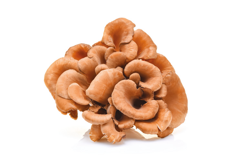 Maitake