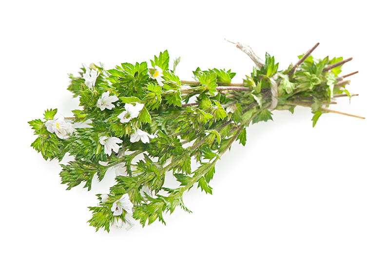 Eufrasia